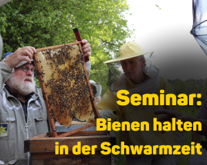 Seminar: Bienen halten in der Schwarmzeit
