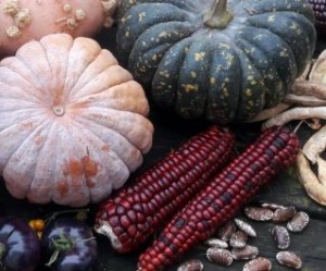 8. Saatgut-Festival am Ökologischen Bildungszentrum München (ÖBZ)