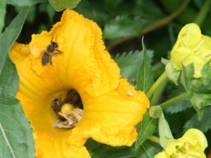 Biopoly - KLIMAwandeln Bienenforum, Natur- und Kunstwerkstatt