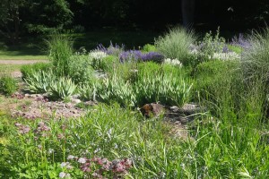 Digitale Gartensprechstunde zum Thema „Kleingärtnerische Nutzung und Artenvielfalt im Einklang“ Veranstaltung