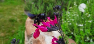 Online-Gartencafé „Insektenfreundliches Gärtnern“