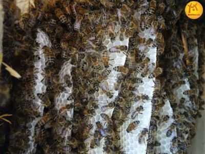 Bienen