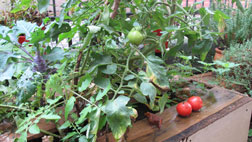 museumsgARTen Freiburg