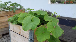 Garteln am Goldschmiedplatz, München-Hasenbergl