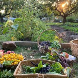 Marburg GartenWerkStadt im Gesundheitsgarten Marburg