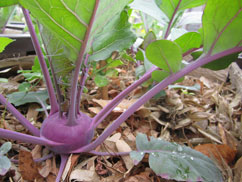 Interkultureller Mehrgenerationengarten Herford