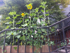 UtopiaStadtGarten, Wuppertal