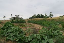 Öase Marsdorf, Dresden