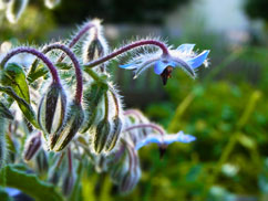 Stadtgarten H17 Leipzig